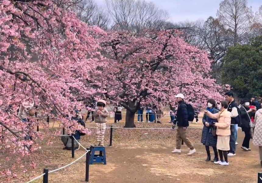 2024 Yoyogi Park Cherry Blossom