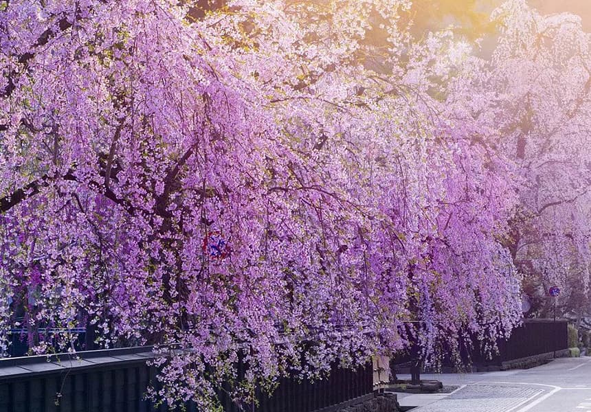 2024 Samurai Residence Street in Kakunodate Cherry Blossom