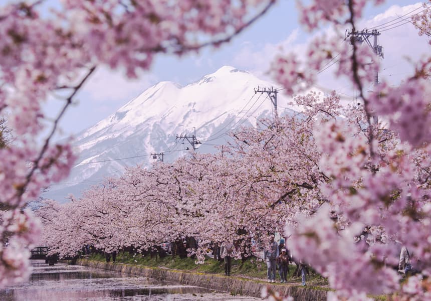 2024 The world’s longest sakura road at the southern foot of Mt. Iwaki Cherry Blossom