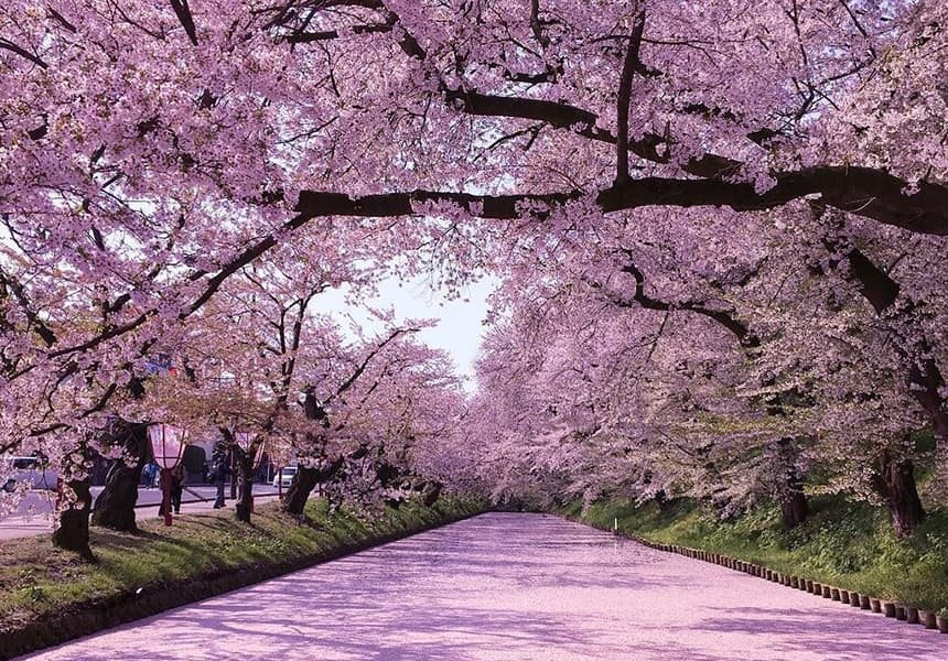 2024 Hirosaki Park Cherry Blossom