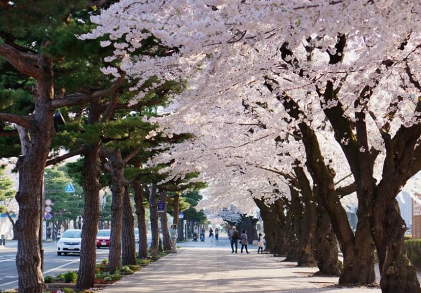 2024 Kanchogai-dori Street (Koma Kaido Road) in Towada City Cherry Blossom