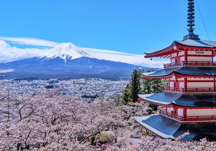 2024 Chureito Pagoda Cherry Blossom