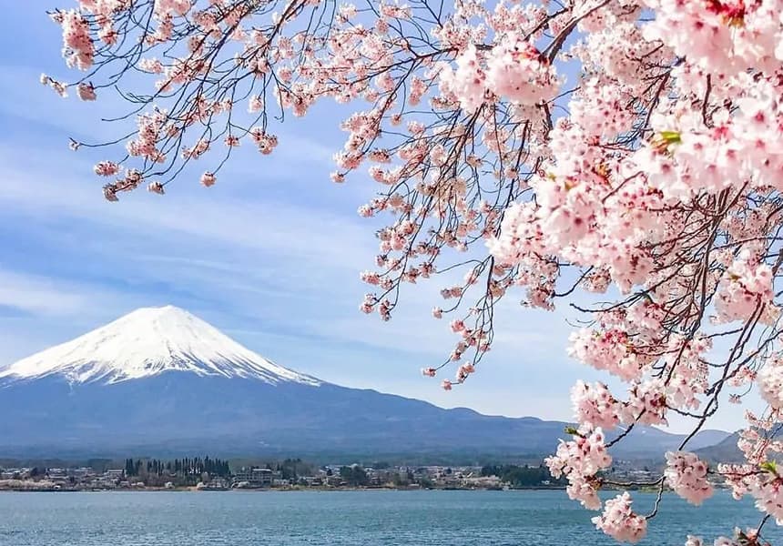 2024 Northern Shores of Lake Kawaguchiko Cherry Blossom