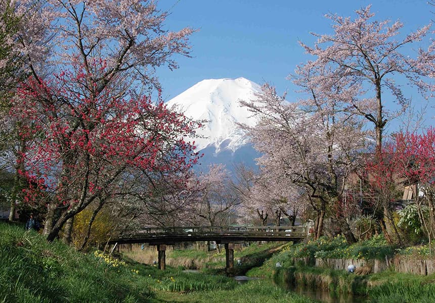 2024 Oshino Hakkai Cherry Blossom