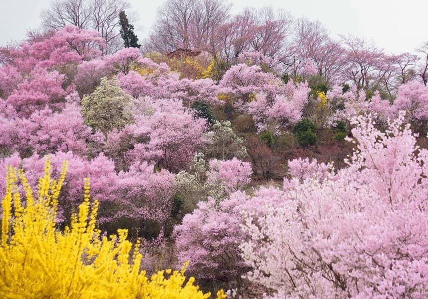 2024 Hanamiyama Park Cherry Blossom