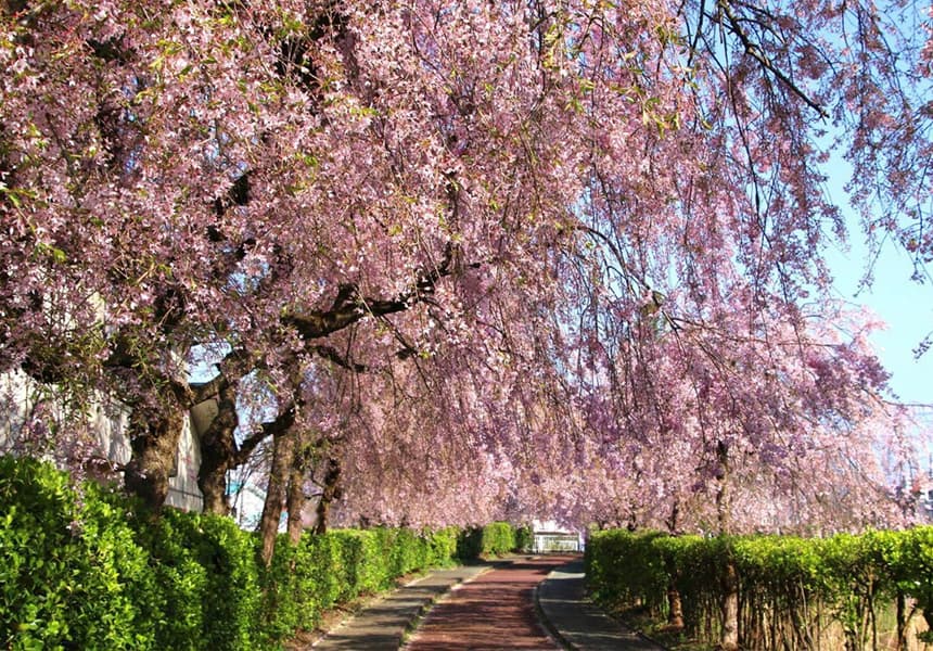 2024 Nitchusen Memorial Bike and Pedestrian Path Cherry Blossom