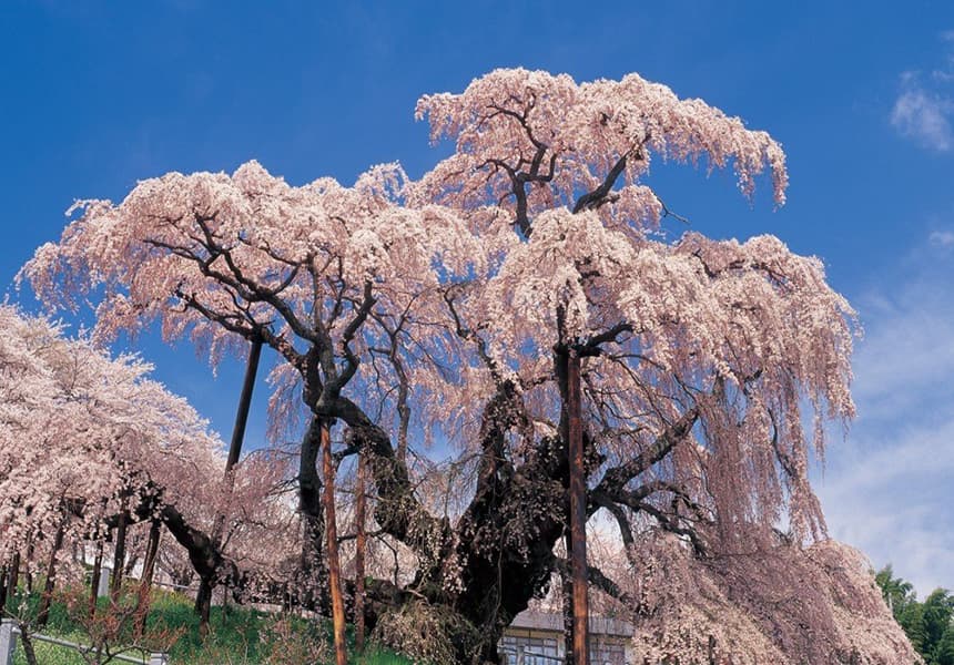 2024 The Miharu Takizakura Cherry Blossom