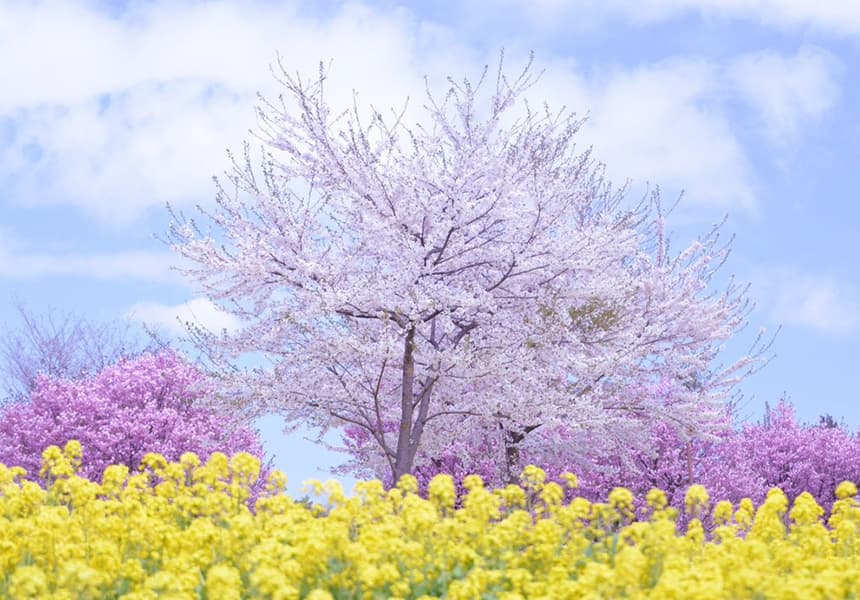 Akagi Nanmen Thousand Cherry Blossoms