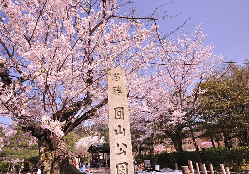 2024 Maruyama Park and Hokkaido Shrine Cherry Blossom