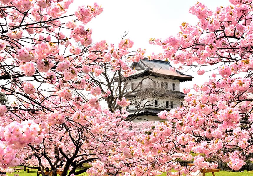 2024 Matsumae Park Cherry Blossom