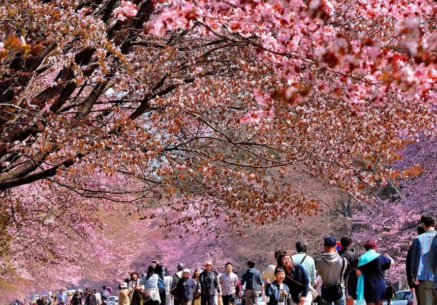 2024 Nijukken Sakura Avenue Cherry Blossom