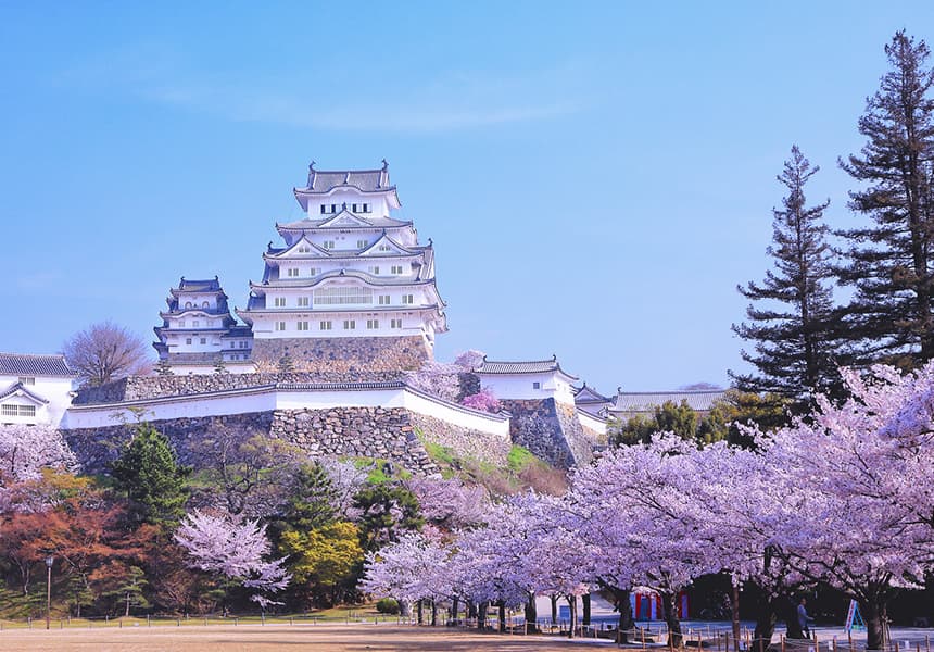 2024 Himeji Castle Cherry Blossom