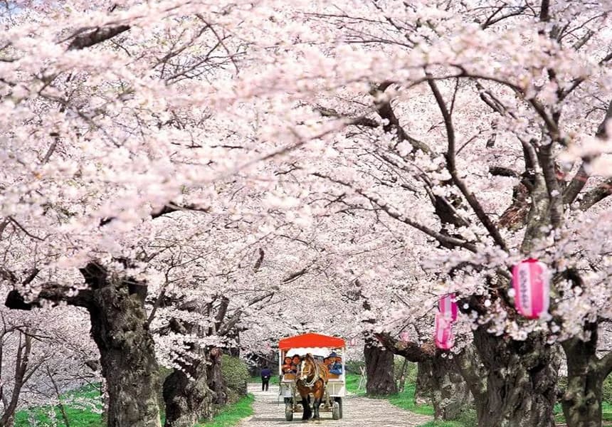 2024 Tenshochi Park Cherry Blossom