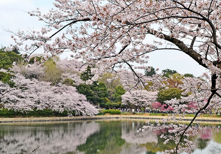 2024 Mitsuike Park Cherry Blossom