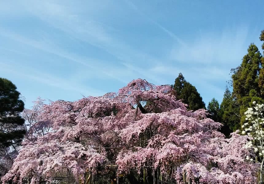 2024 Daigoji Temple Cherry Blossom