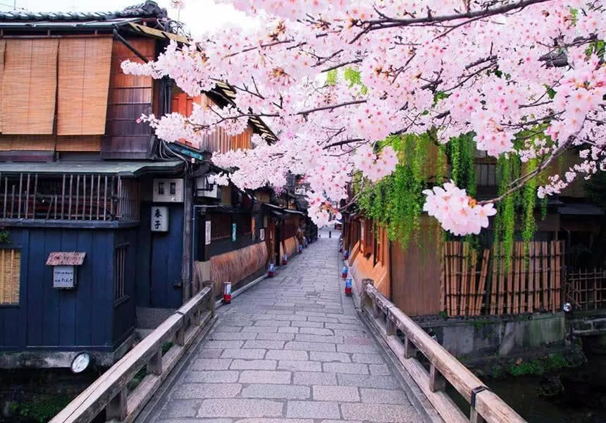 2024 Gion Shirakawa Cherry Blossom