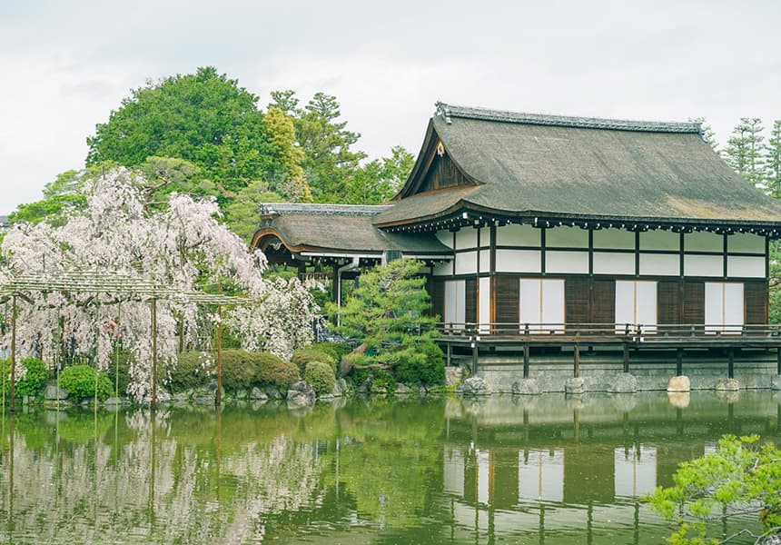 2024 Heian Shrine Cherry Blossom