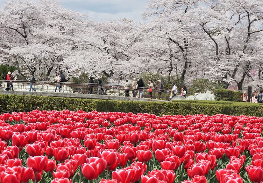 2024 Kyoto Botanical Garden Cherry Blossom