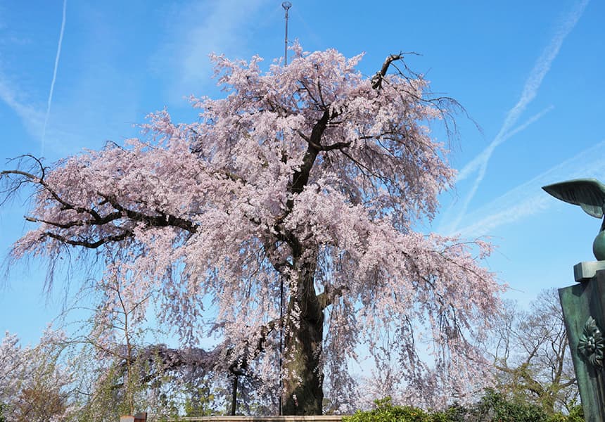 2024 Maruyama Park Cherry Blossom