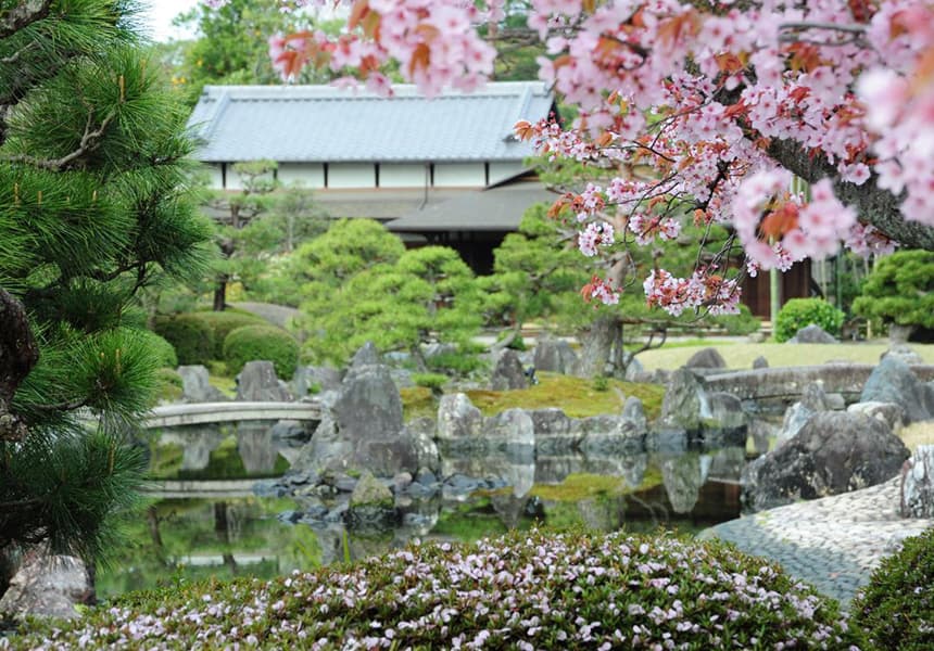 2024 Nijo Castle Cherry Blossom