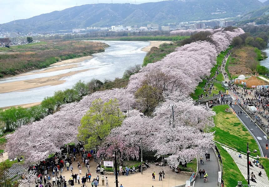 2024 Yodogawa Riverside Park Cherry Blossom