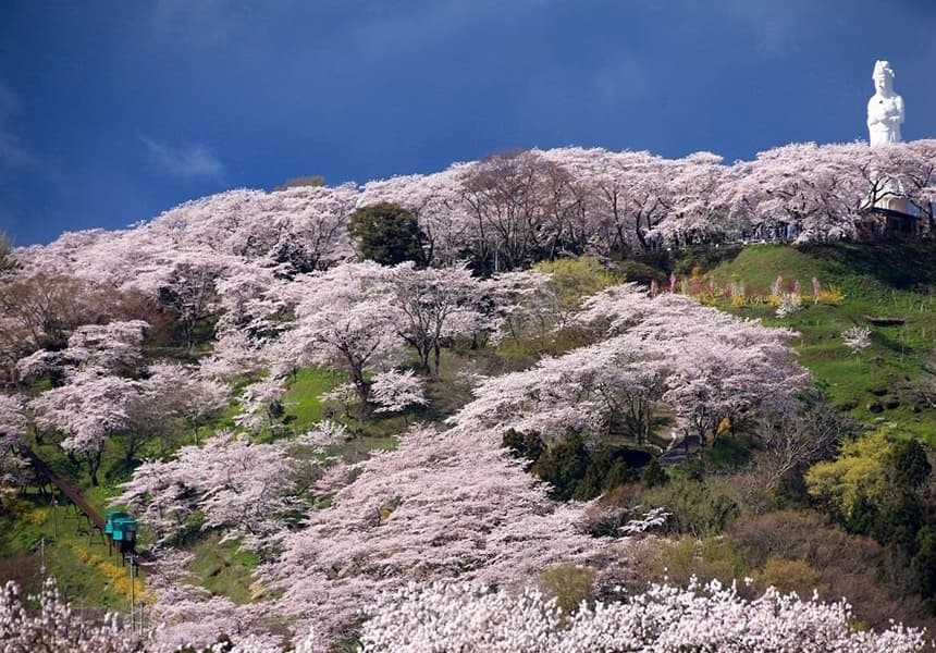 2024 Funaoka Joshi Park Cherry Blossom