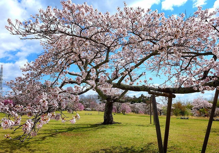 2024 Mikamine Park Cherry Blossom