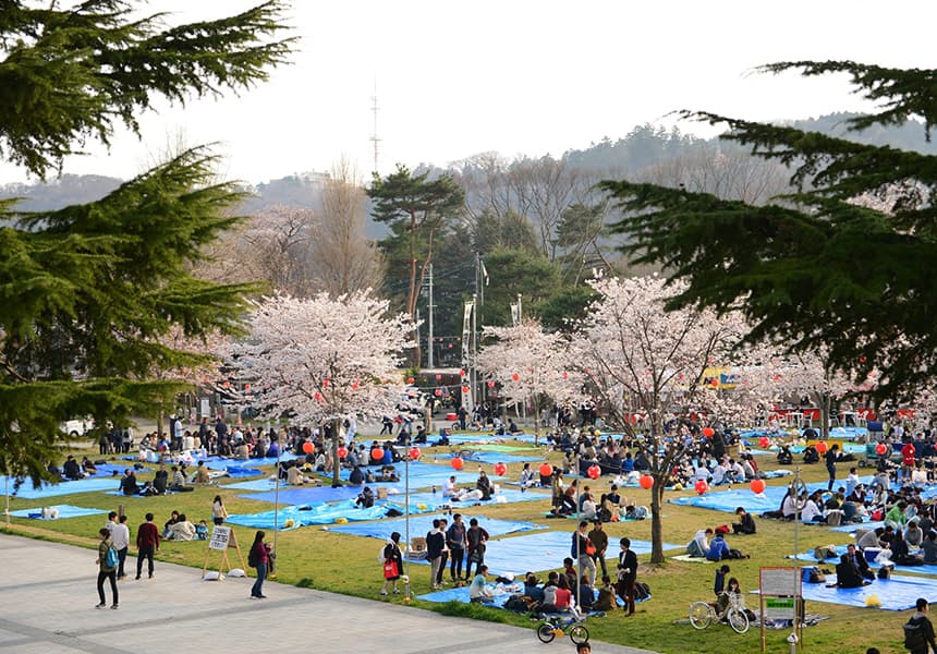 2024 Nishi Park Cherry Blossom