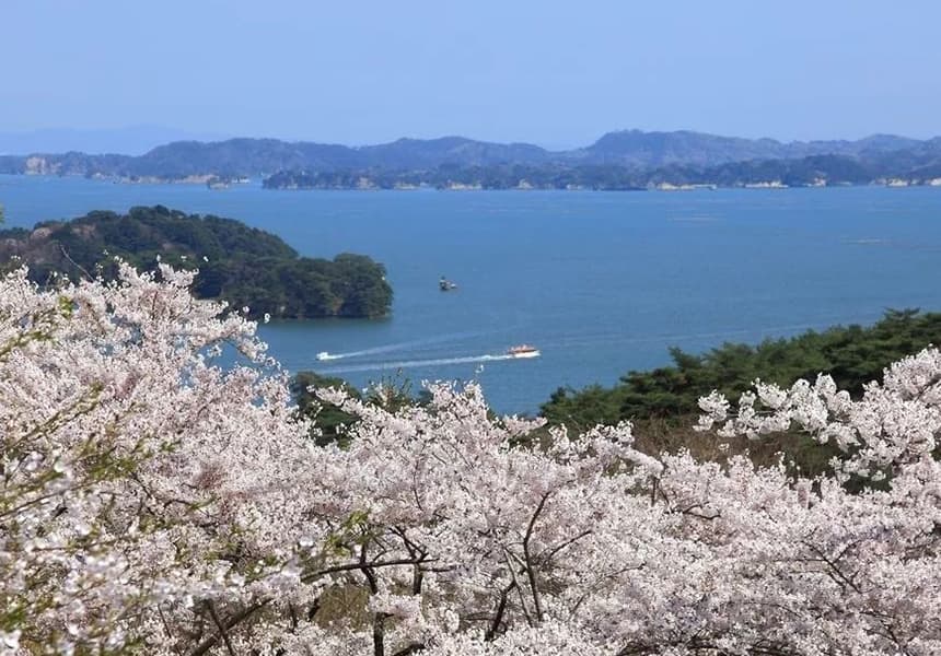 2024 Saigyo Modoshi no Matsu Park Cherry Blossom