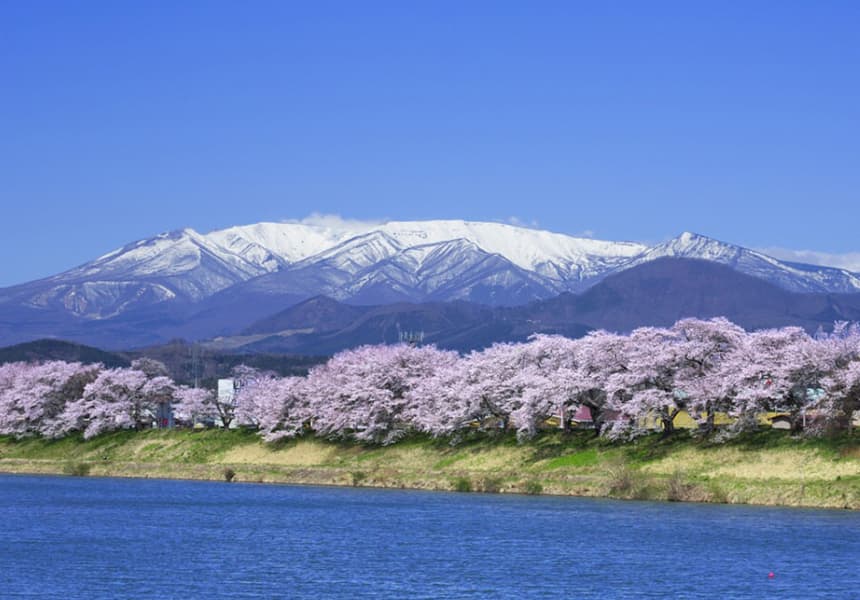 2024 Shiraishi River Cherry Blossom