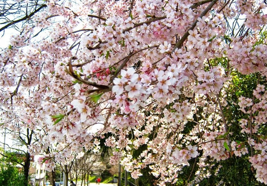 2024 Tsutsujigaoka Park Cherry Blossom