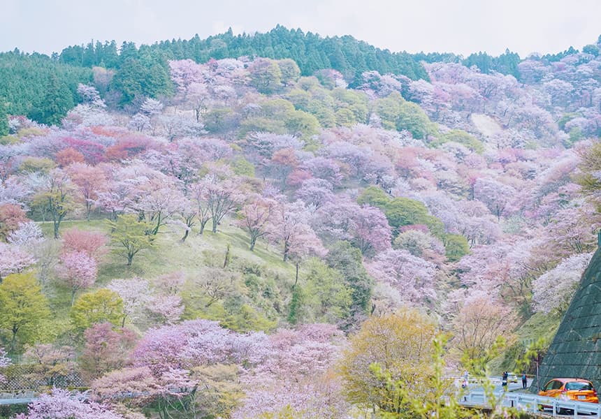 2024 Mount Yoshino Cherry Blossom