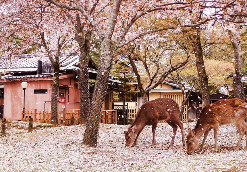 2024 Nara Park Cherry Blossom