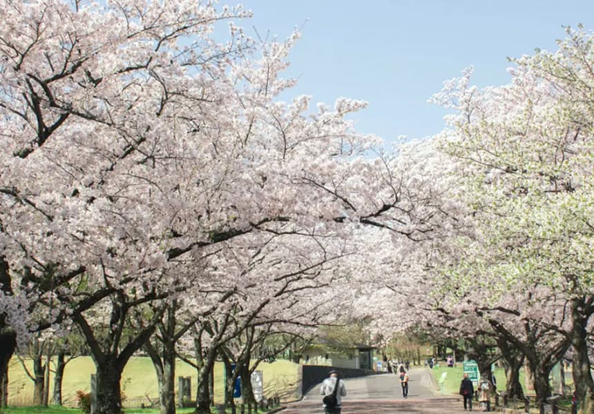 2024 Expo 70 Commemorative Park Cherry Blossom