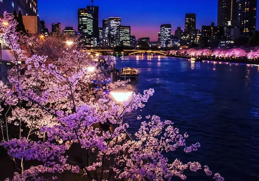 2024 Kema Sakuranomiya Park Cherry Blossom