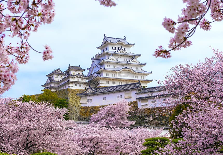 2024 Osaka Castle Park Cherry Blossom