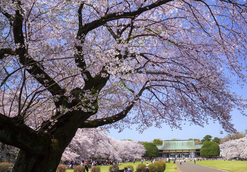 2024 Koganei Park Cherry Blossom