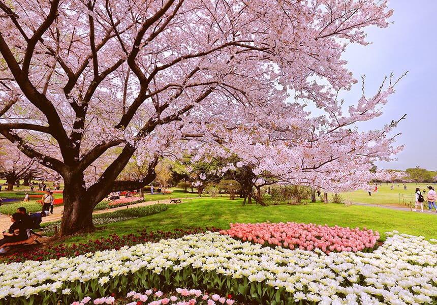 2024 Showa Memorial Park/Showa Kinen Park Cherry Blossom