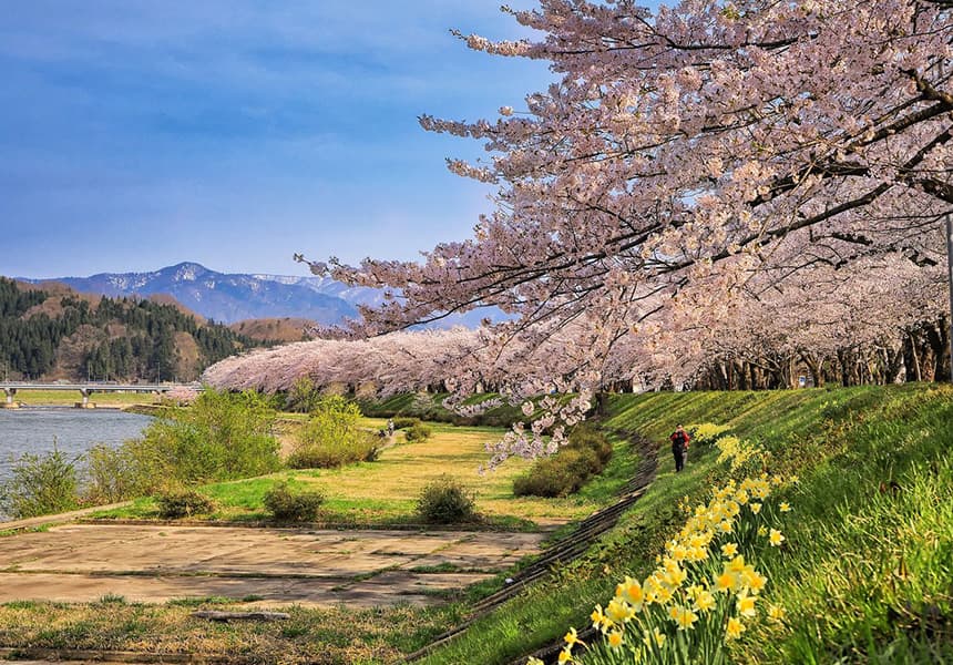 2024 Kumagaya Sakura Tsutsumi Cherry Blossom