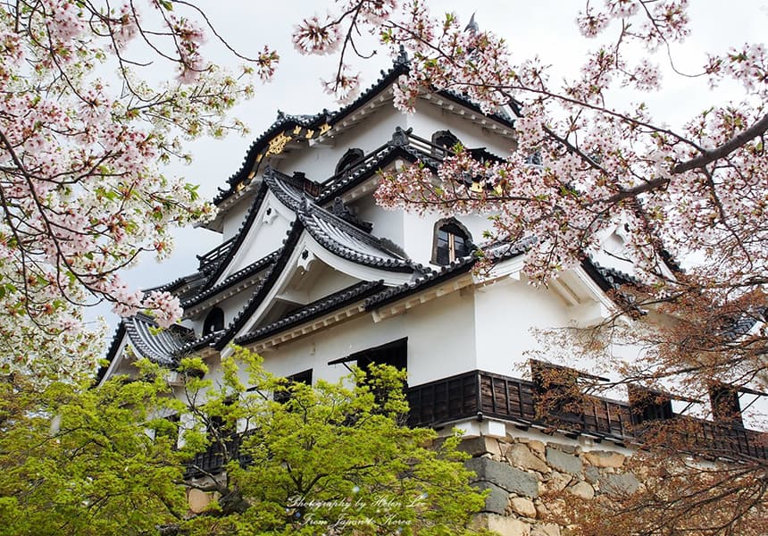 2024 Hikone Castle Cherry Blossom