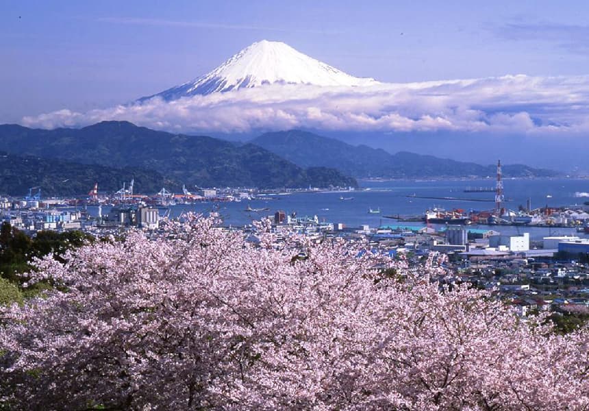 2024 Nihondaira Plateau Cherry Blossom