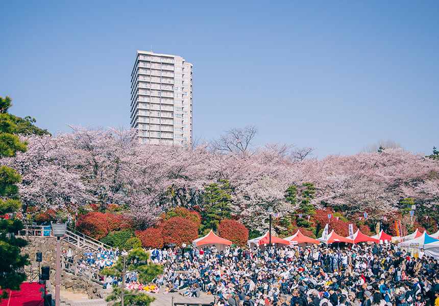 2024 Asukayama Park Cherry Blossom