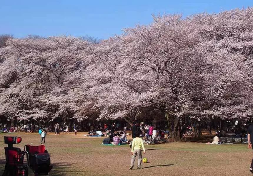 Hikarigaoka Park