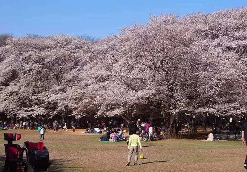 2024 Hikarigaoka Park Cherry Blossom