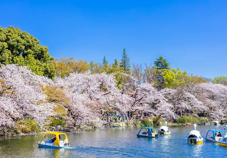 2024 Inokashira Onshi Park Cherry Blossom