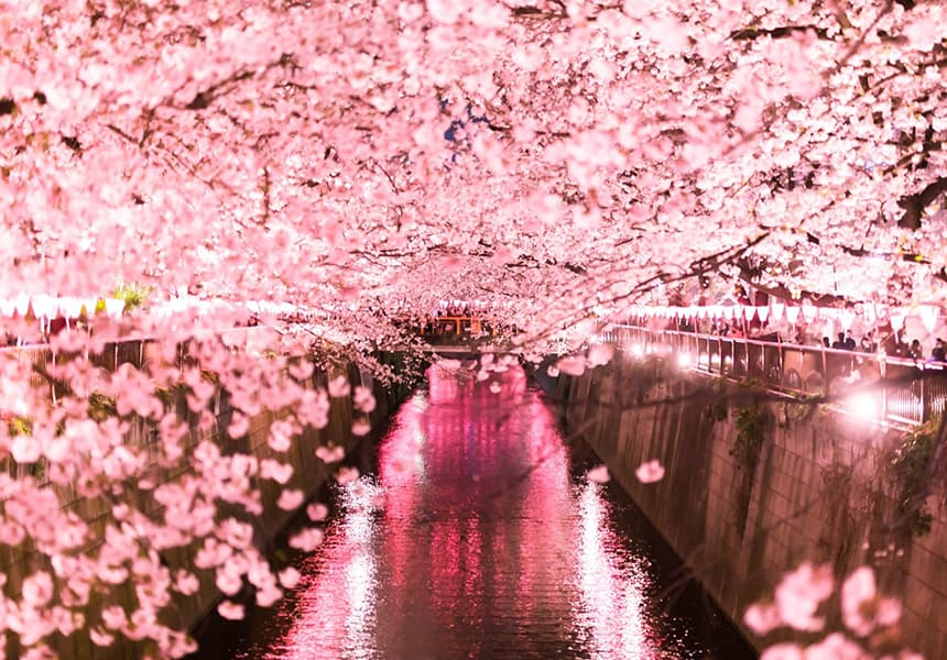 Meguro River Japan Cherry Blossom Guide Japanese Cherry