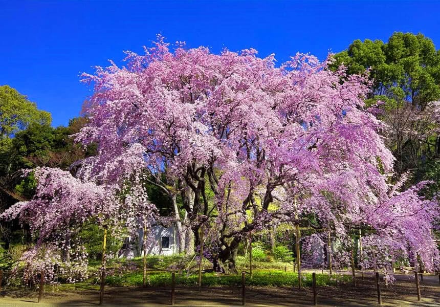 Rikugien Garden