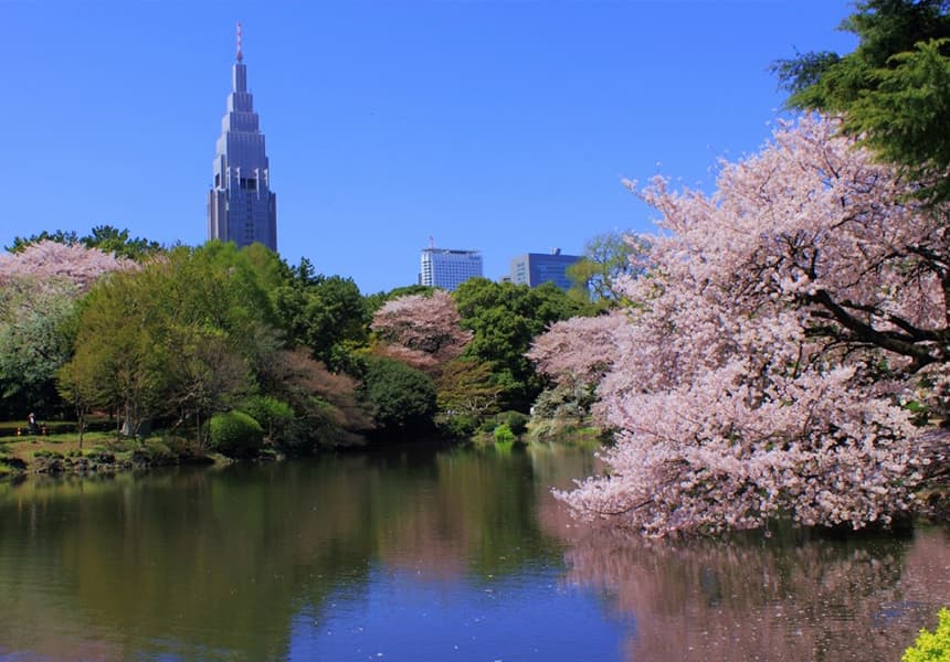 2024 Shinjuku Gyoen Cherry Blossom