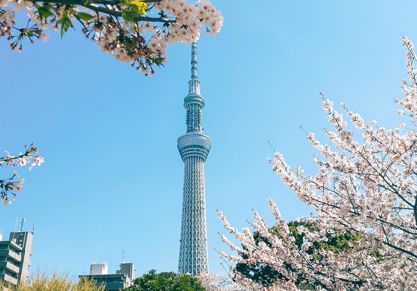 2024 Sumida Park Cherry Blossom