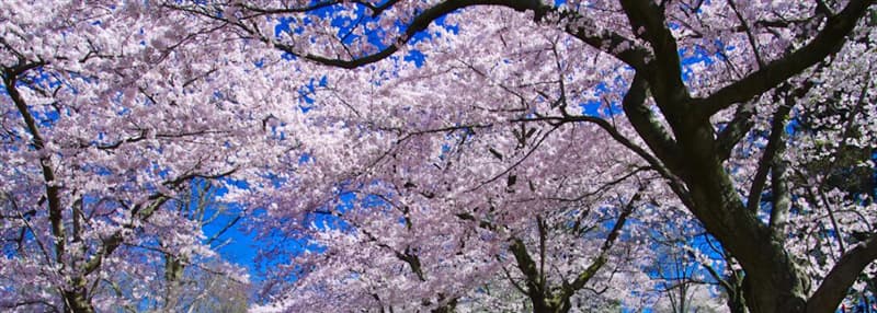 2019 Japan Cherry Blossom Guide